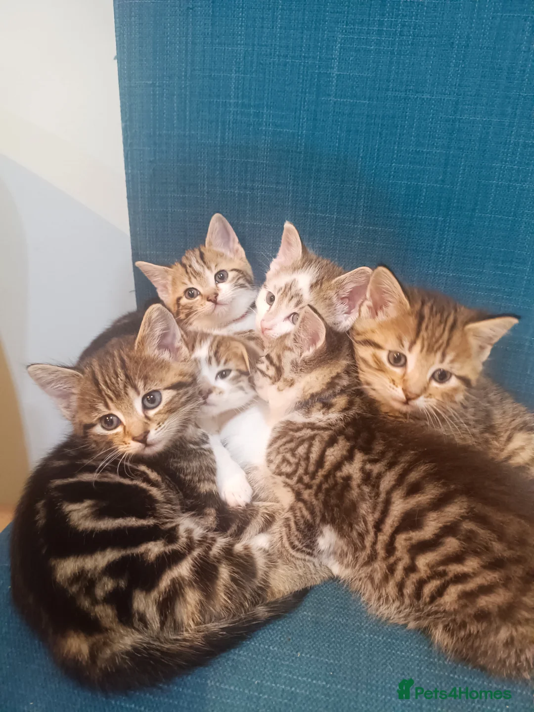 Toybob cats for sale: cat kittin  - Advert 2