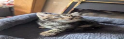 Mixed Breed cats for sale: Beautiful British short hair X - Advert 9