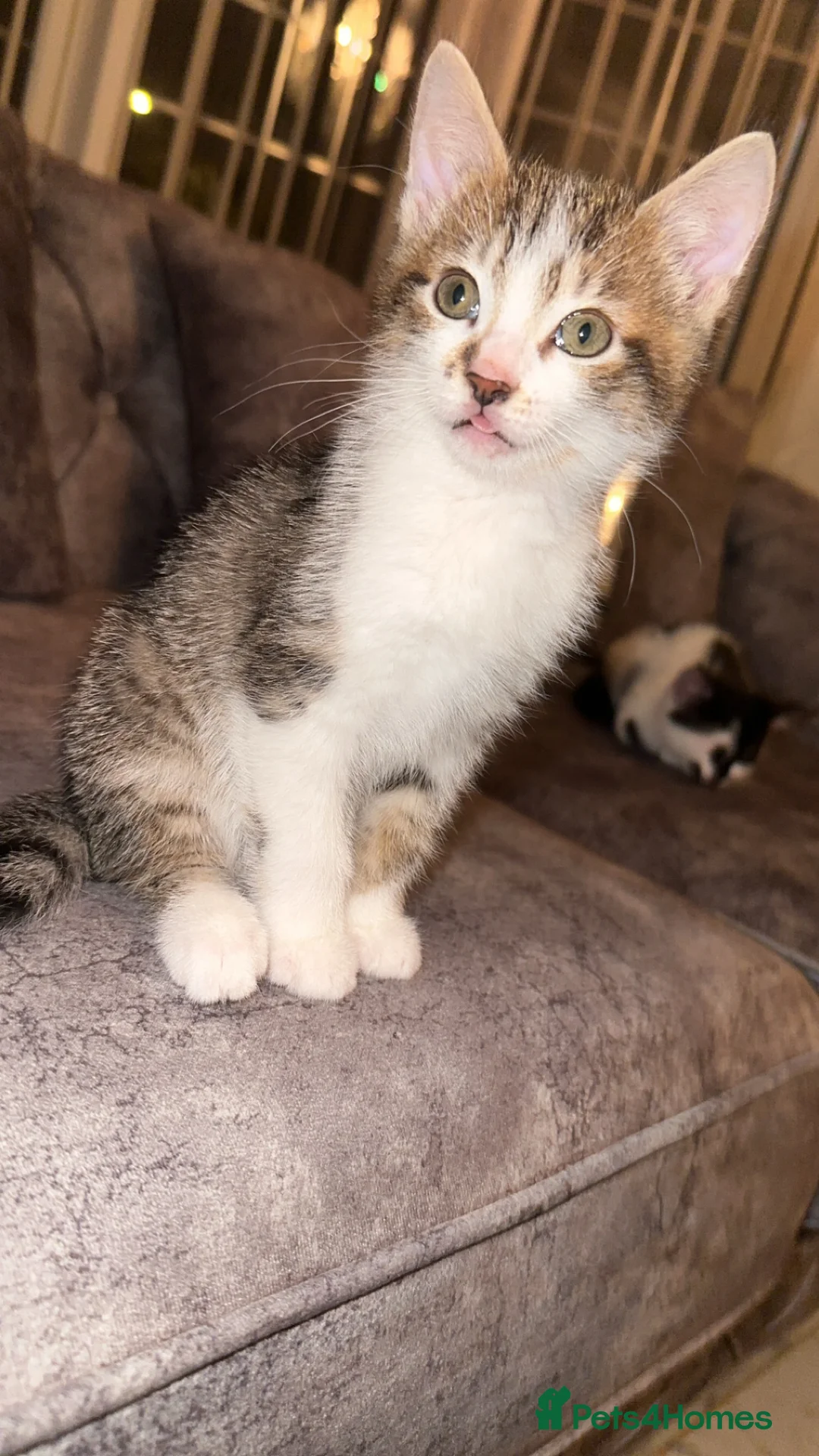 Domestic Shorthair cats for sale: Gorgeous tabby and British shorthair kitten - Advert 25