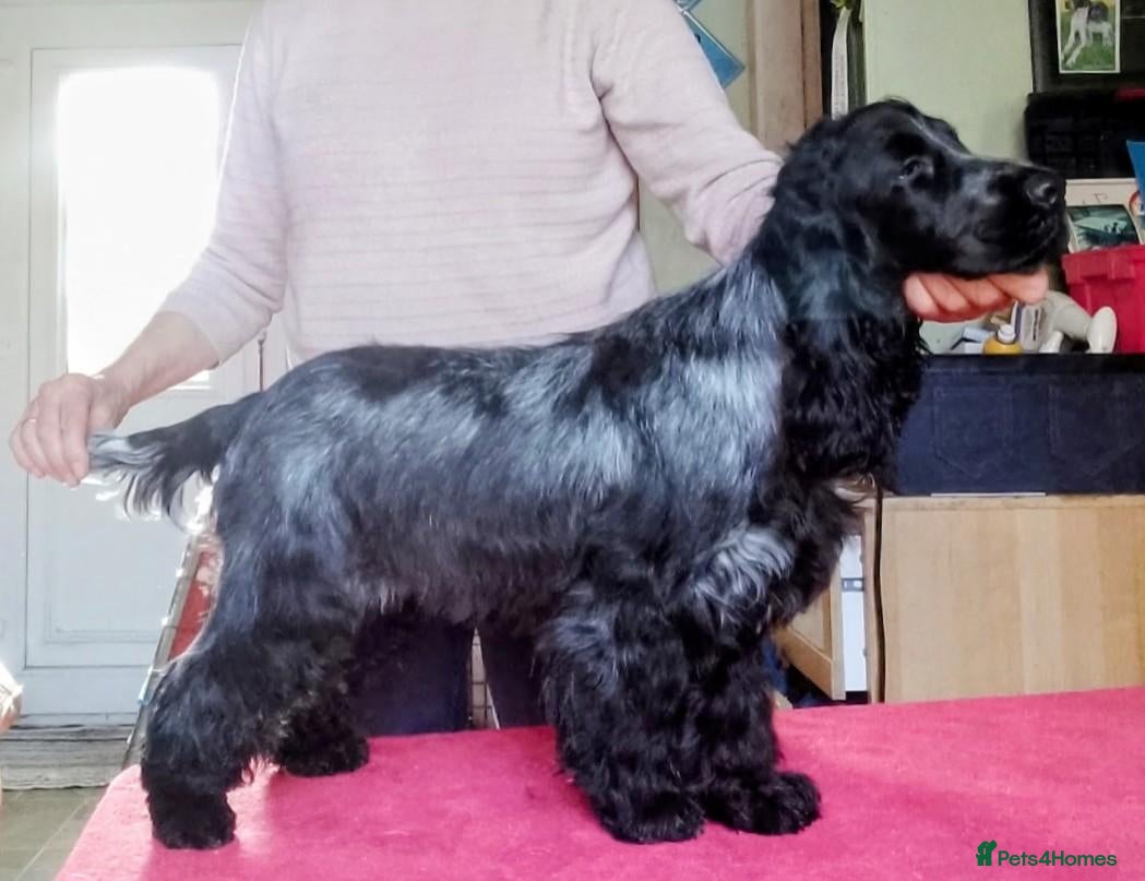 Cocker Spaniel dogs 8 month old Blue Roan girl - Advert 1