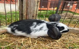 English Lop rabbits for sale: Beautiful bunnies in Pontefract - Image 15