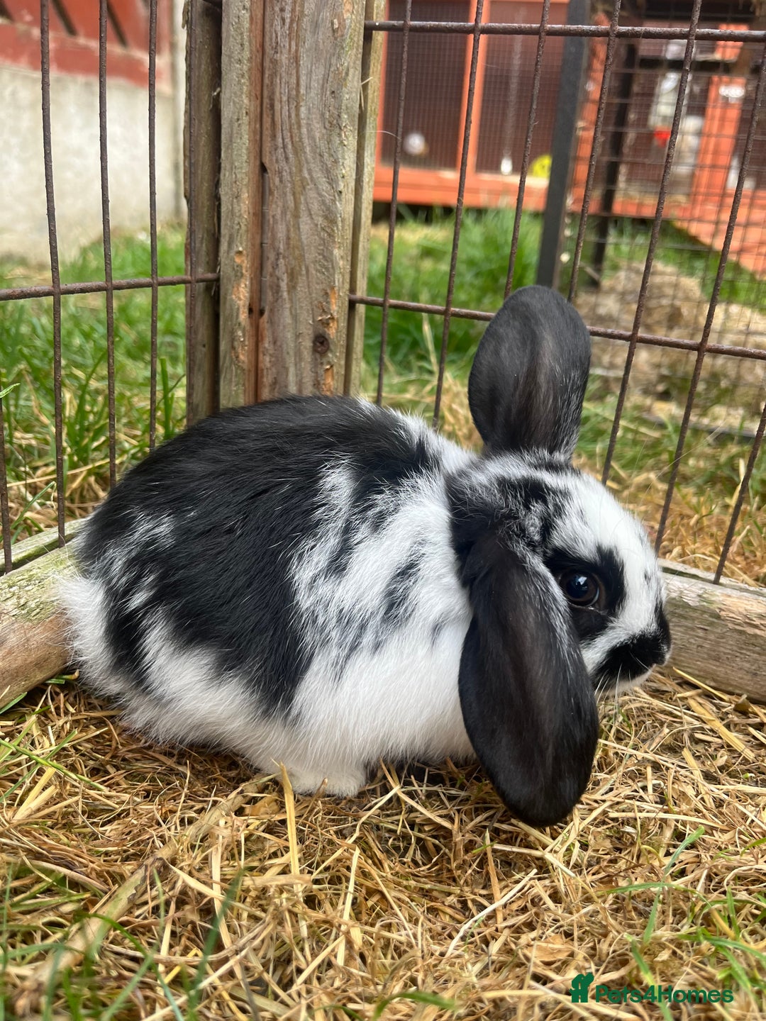 English Lop rabbits for sale: Beautiful bunnies in Pontefract - Image 15