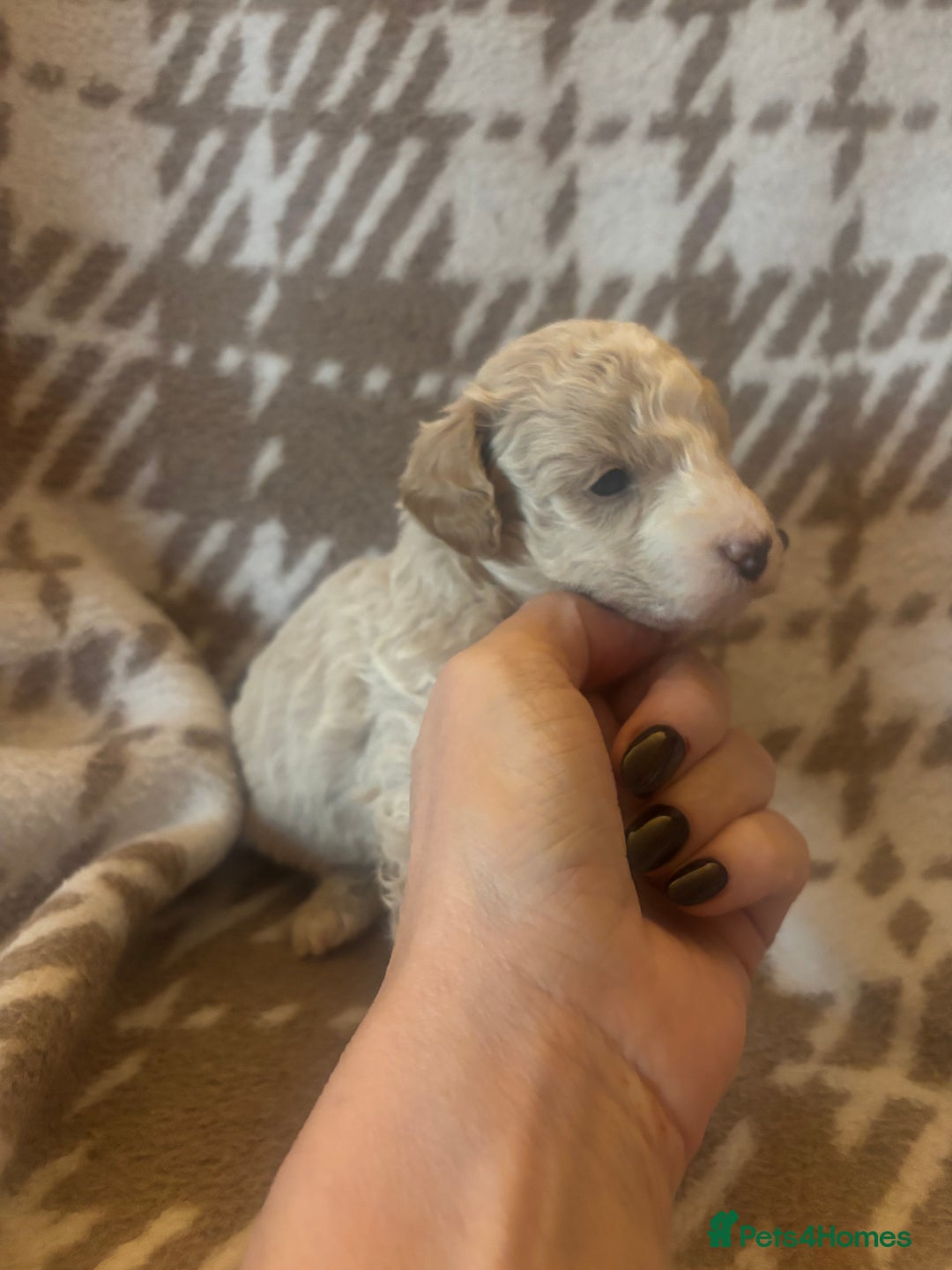 Cavapoochon dogs for sale: Teddy bear Cavapoochons health tested lineage - Advert 7