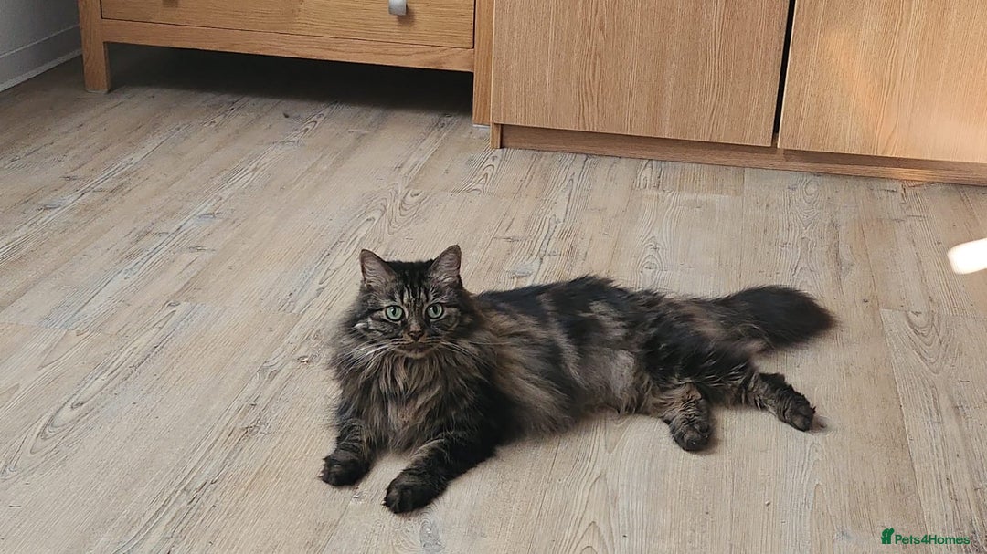 Mixed Breed cats for sale: 2 Tabby Ragdoll sisters in need of rehoming - Advert 9