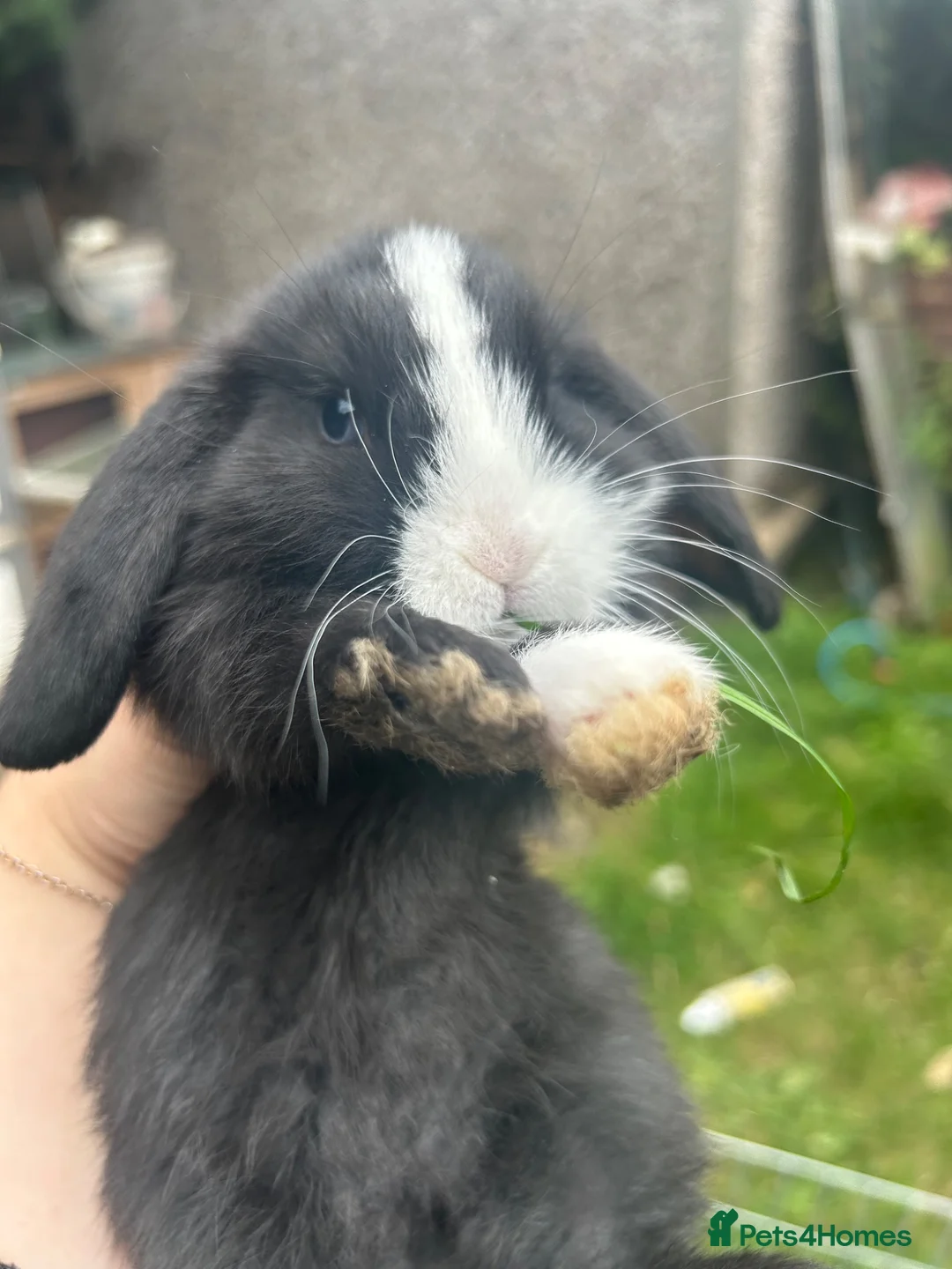 Mini Lop rabbits for sale: Lop bunnies looking for there forever homes🏡 - Advert 8