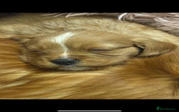 Cavalier King Charles Spaniel dogs for sale: 1 BOY LEFT**** Cavalier King Charles puppies - Image 9