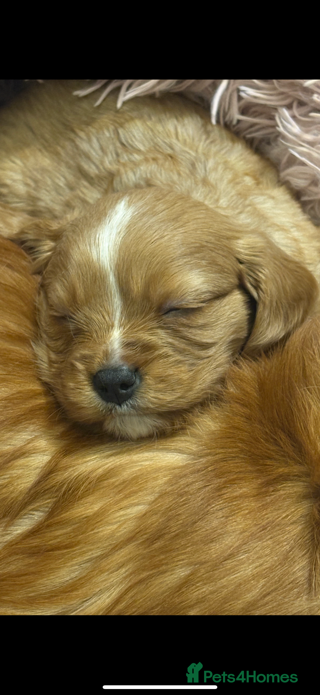 Cavalier King Charles Spaniel dogs for sale: 1 BOY LEFT**** Cavalier King Charles puppies - Image 9