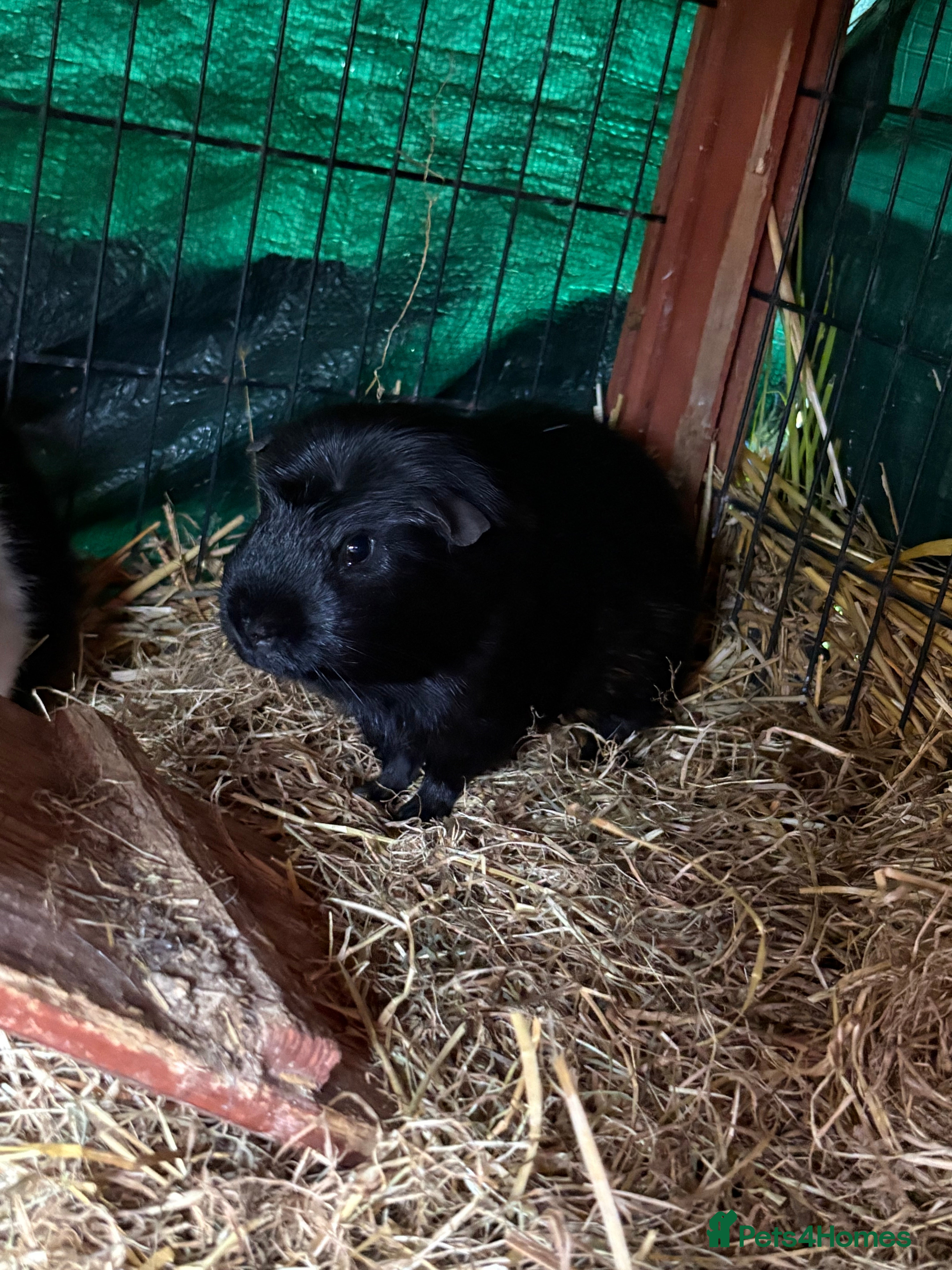 Guinea Pig rodents Male piggies for sale  - Advert 20