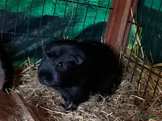 Guinea Pig rodents Male piggies for sale - Advert 20