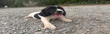 English Springer Spaniel 2