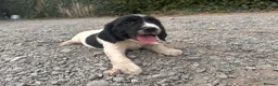 English Springer Spaniel dogs for sale: Working English Springer Spaniel Puppies - Advert 19