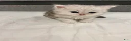 Persian cats for sale: Beautiful Persian Kittens - Advert 7