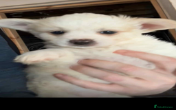 Mixed Breed dogs for sale: Chihuahua pups  - Image 2