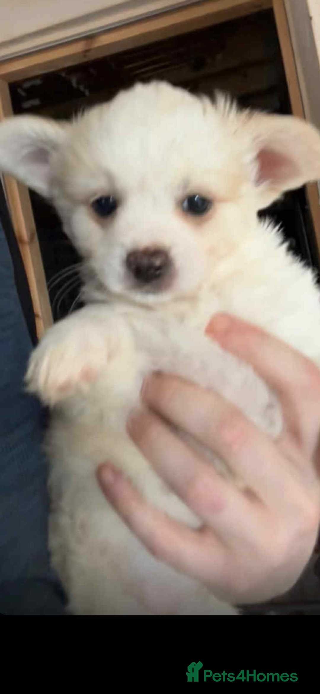 Mixed Breed dogs for sale: Chihuahua pups  - Image 2