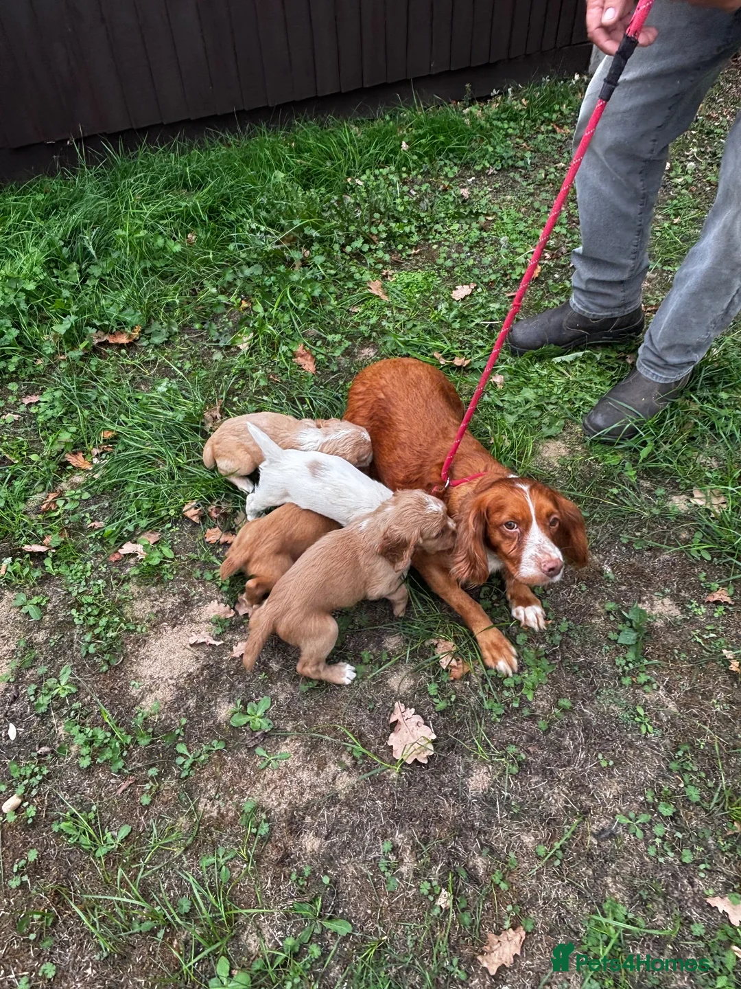 Cocker Spaniel dogs for sale: Working Cocker Spaniel Puppies in Reading - Advert 1