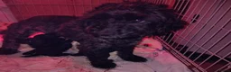 Cockapoo dogs for sale: Gorgeous Cockapoo Puppies Available for new homes in Leicester - Advert 4