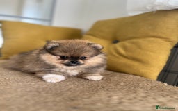 Pomeranian dogs for sale: Very Small Golden🧸Teddy Face Girl - Image 8