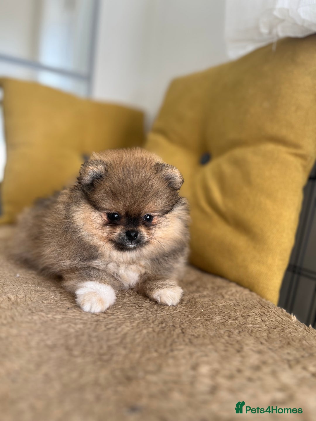 Pomeranian dogs for sale: Very Small Golden🧸Teddy Face Girl - Image 8