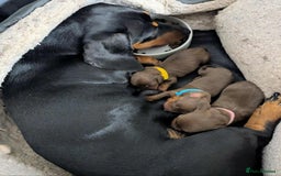 Miniature Dachshund dogs for sale: Beautiful KC Reg Smooth Haired Miniature Dachshund - Image 3