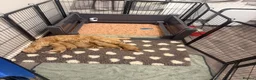 Cockapoo dogs for sale: F2 cockapoos in Grimsby - Advert 13