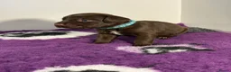 Mixed Breed dogs for sale: READY TO LEAVE! GWP X Labrador puppies - Advert 30