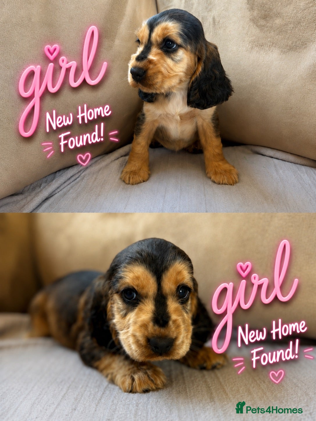 Cocker Spaniel dogs Beautiful Show-Type Cocker Spaniel Puppies - Advert 2