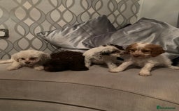 Cockapoo dogs for sale: Beautiful f1 cocker poo one boy one girl left - Image 3