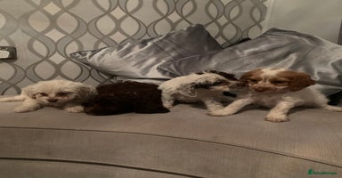 Cockapoo dogs - Advert 9