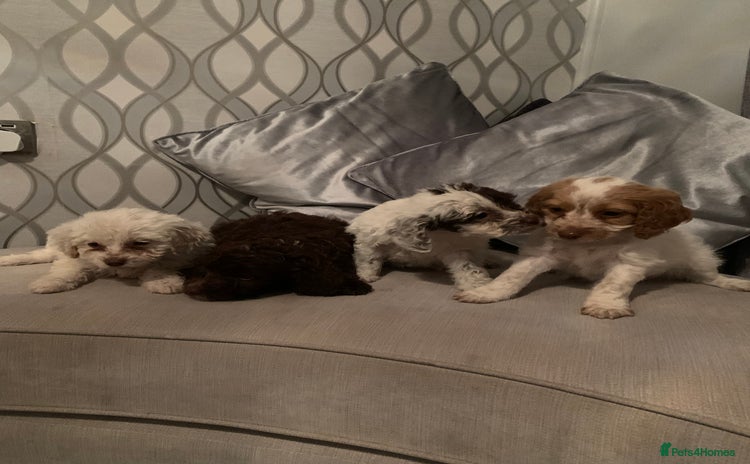 Cockapoo dogs - Advert 12