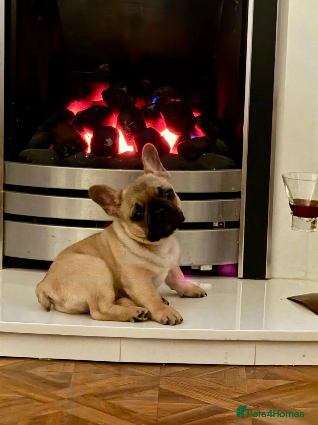 French Bulldog dogs for stud: Denzel- Open for Stud- PROVEN. Son of Super Ted  in Gillingham - Advert 16