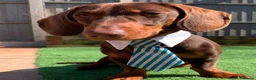 Miniature Dachshund dogs for sale: KC Miniature dachshund chocolate and tan puppies!  - Advert 14
