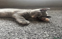 British Shorthair cats for sale: 🩵 1 blue/cream tortie BSH left to reserve 🩵 - Image 32