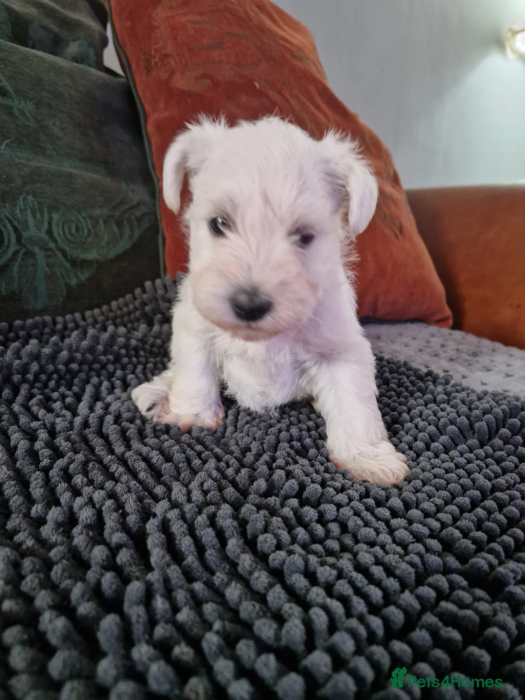 Miniature Schnauzer dogs for sale:  Pedigree Silver white minature schnauzer  - Advert 9