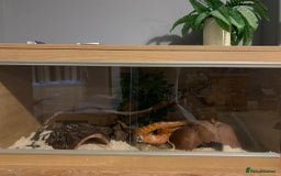 Corn Snake reptiles for sale: Lava corn snake + full set up  - Image 7