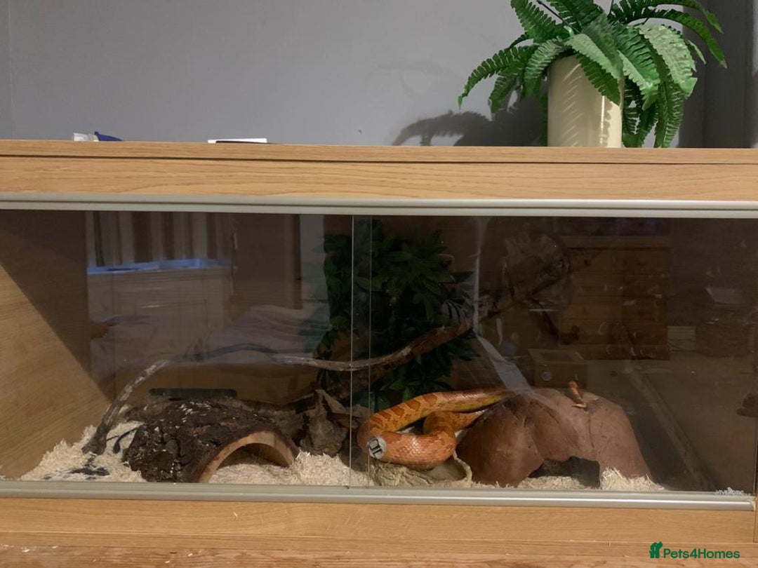 Corn Snake reptiles for sale: Lava corn snake + full set up  - Image 7
