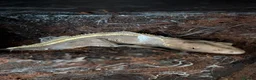 Gecko reptiles for sale: Crested Gecko - Advert 3