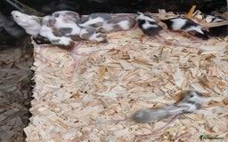 Mouse rodents for sale: Baby Fancy Pet Mice , Females available  - Image 7