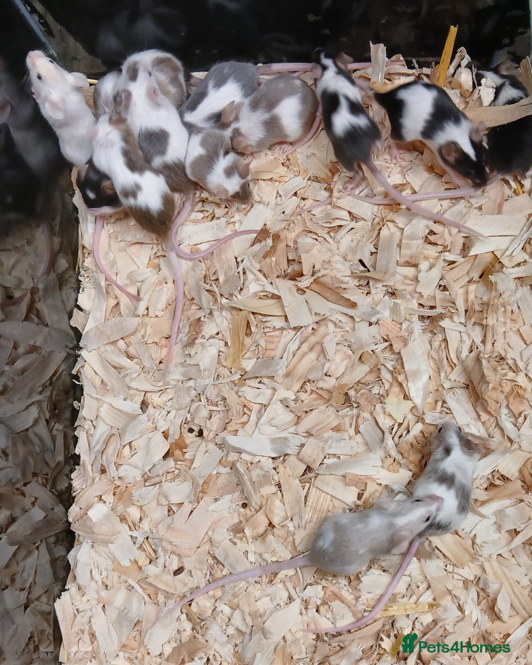 Mouse rodents for sale: Baby Fancy Pet Mice , Females available  - Image 7