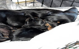 Miniature Dachshund dogs for sale: Miniature dachshund  - Image 4