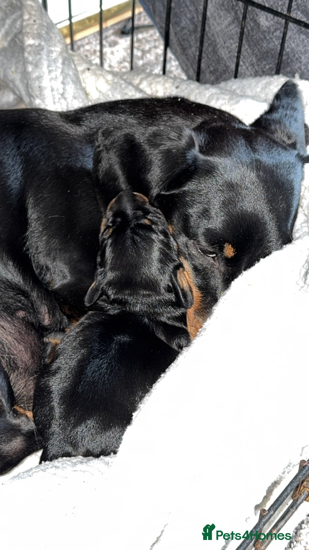 Miniature Dachshund dogs for sale: Miniature dachshund  - Image 4