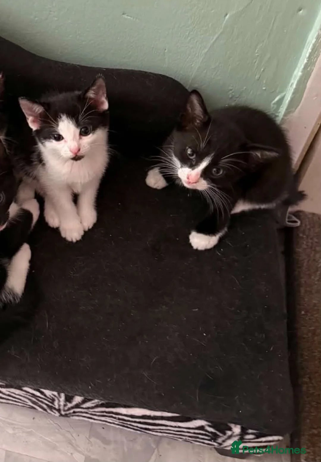 Mixed Breed cats for sale: 2 male kittens needing forever homes in Whitley Bay - Advert 2