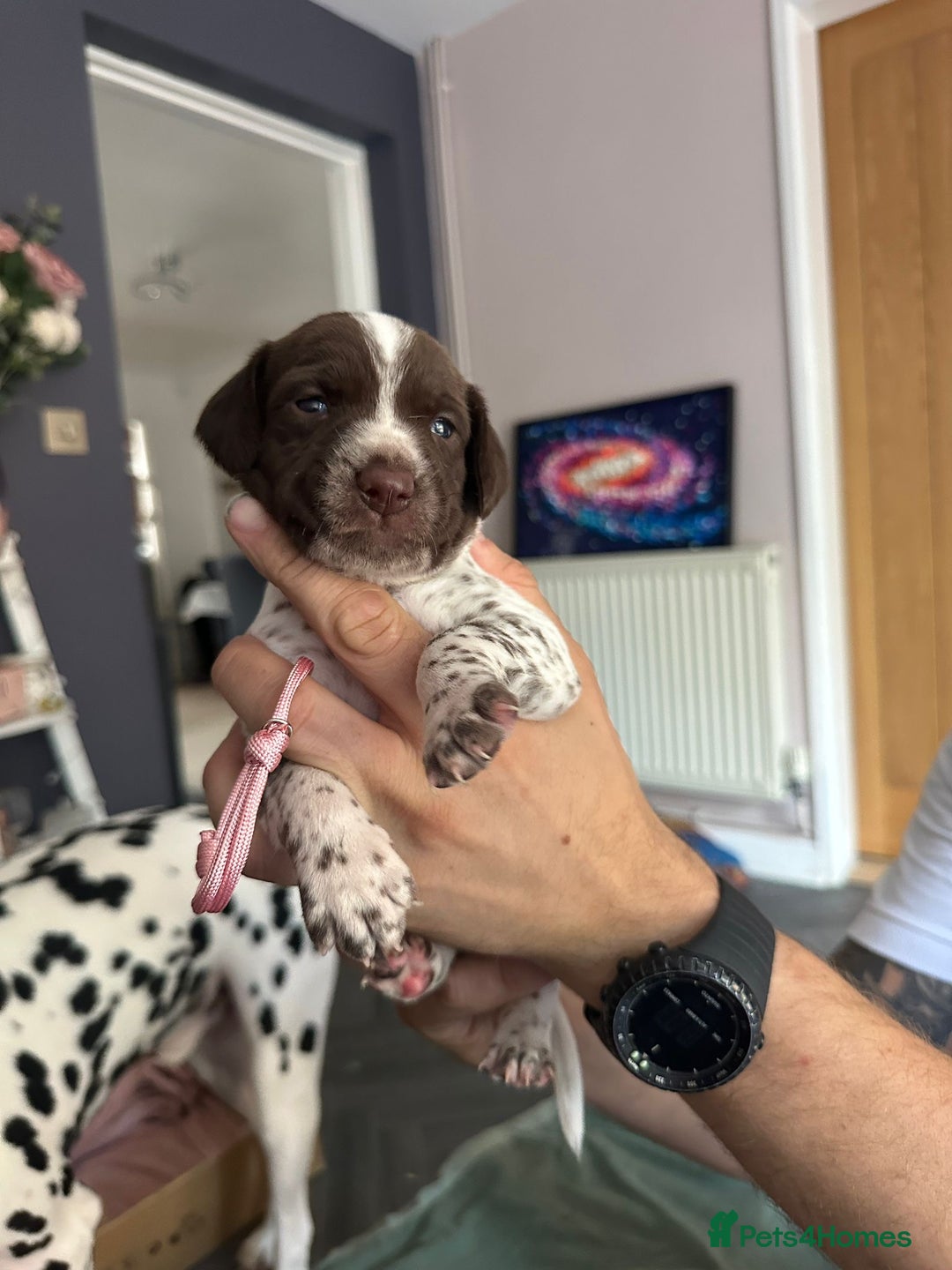 Mixed Breed dogs for sale: Springer Spaniel cross Dalmatian - Image 8