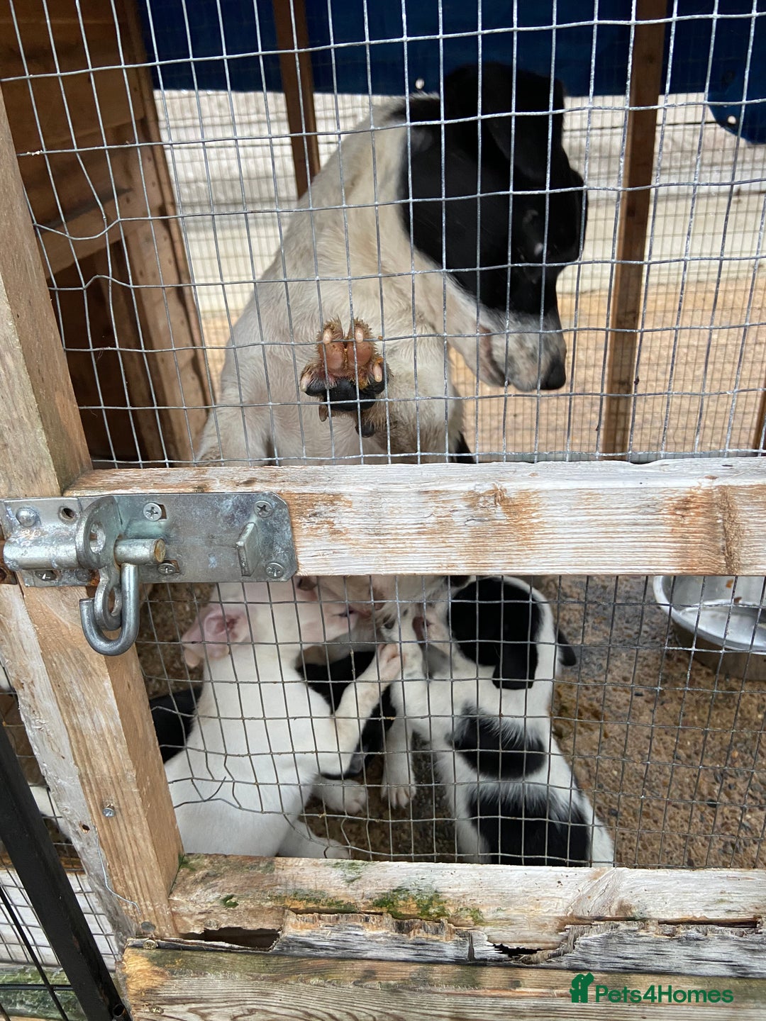 Jack Russell dogs for sale: Jack Russell  - Image 3