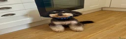 Cockapoo dogs for sale: 6 Beautiful Cockerpoos Puppies  - Advert 2