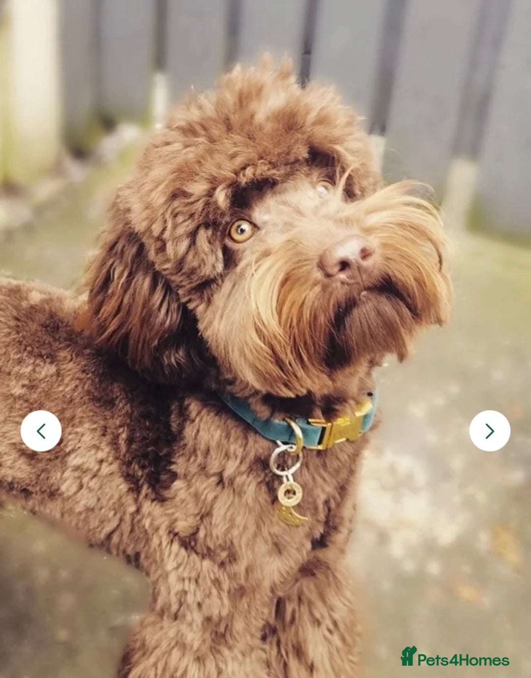 Cockapoo dogs for sale: ✨ Beautiful Cockapoo Puppies –  1 Boy & 4 Girls✨ - Advert 5