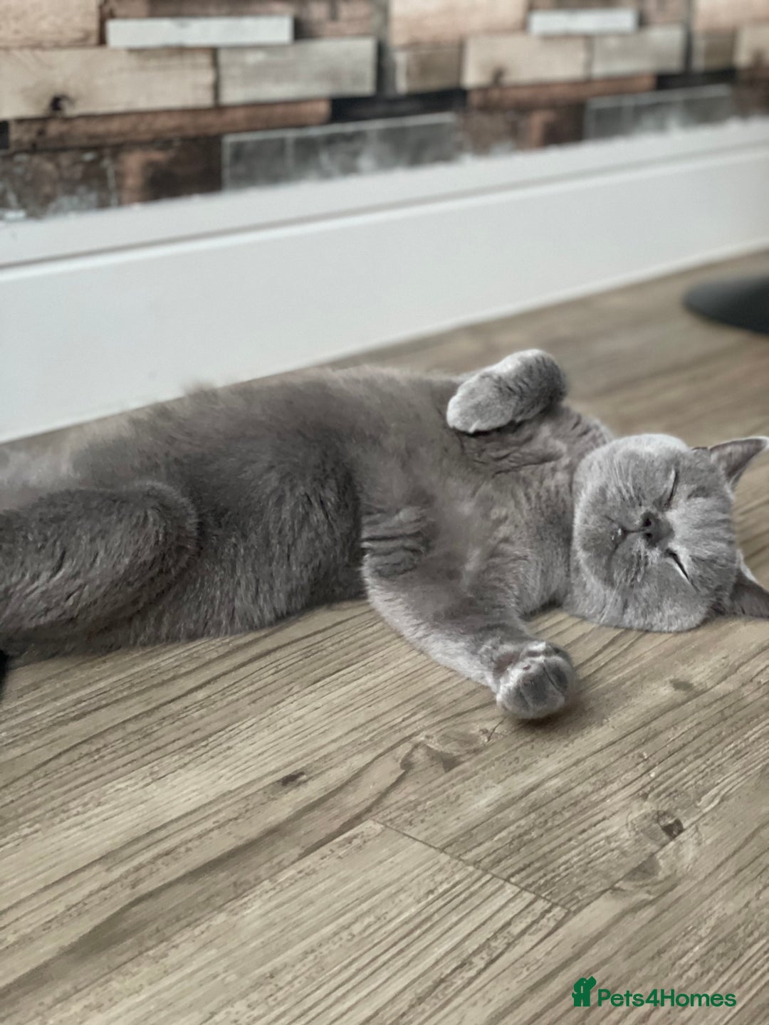 British Shorthair cats for sale: British Shorthair Female - Image 2