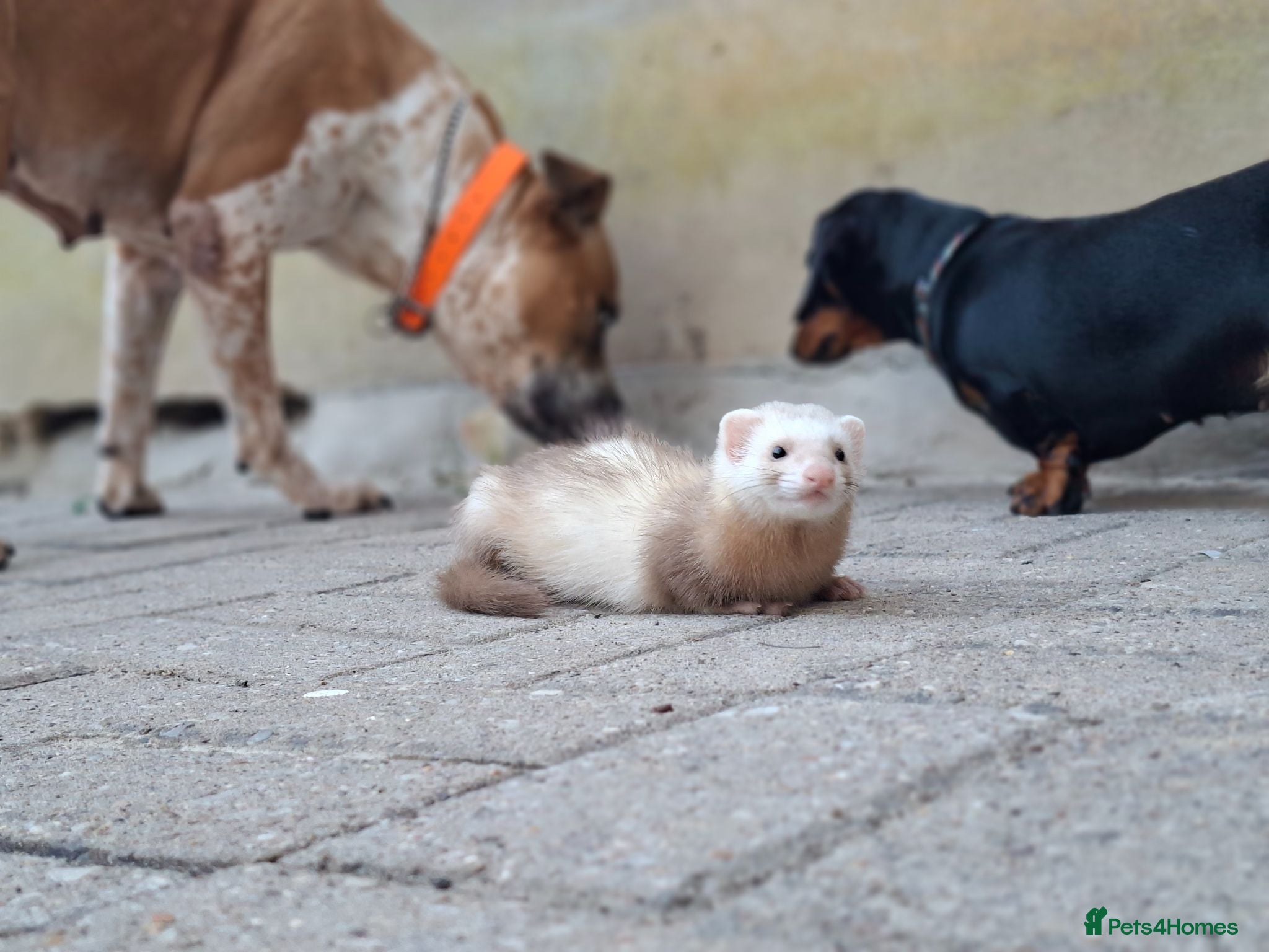 Ferret rodents Sandy jill - Advert 1
