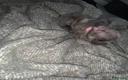 French Bulldog dogs for sale: REDUCED!!🥰Ready SOON 🐾 French bulldog puppies - Image 29