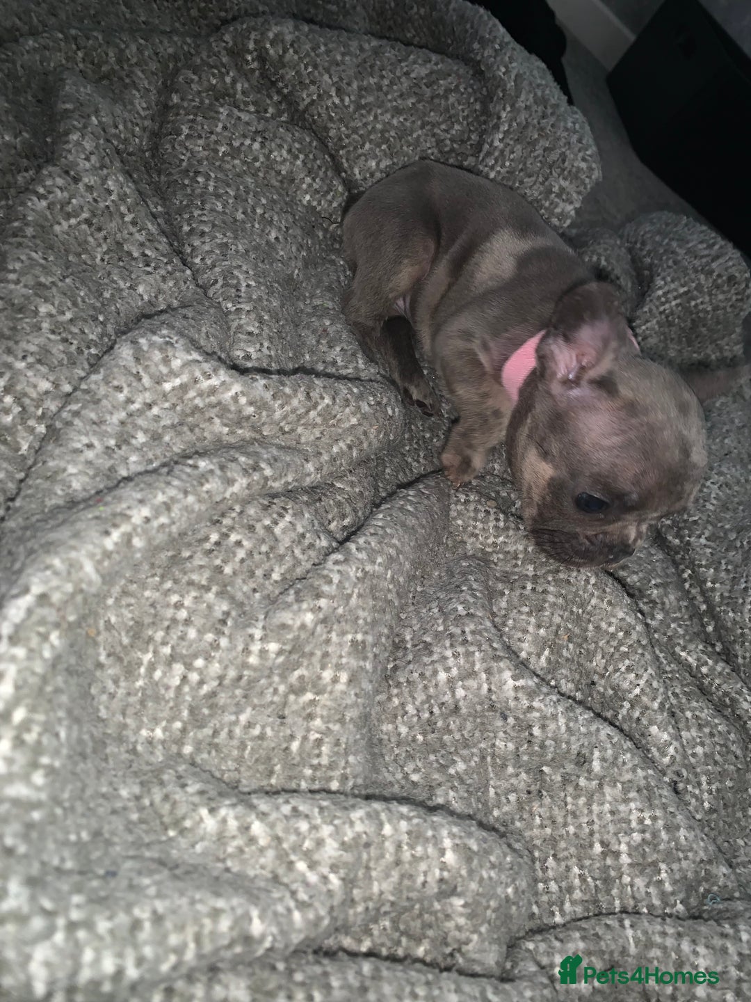 French Bulldog dogs for sale: REDUCED!!🥰Ready SOON 🐾 French bulldog puppies - Image 29