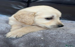 Golden Retriever dogs for sale: 7 kc golden retrievers left  - Image 13
